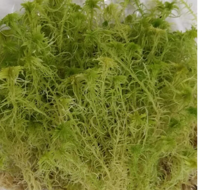 Live Long Green Sphagnum Moss