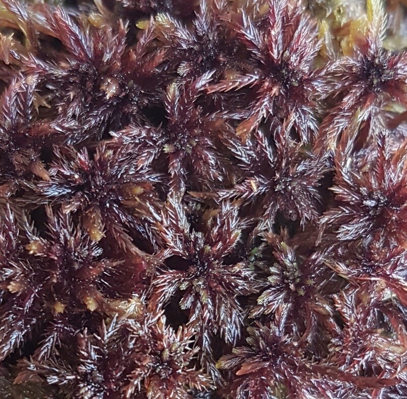 Live Peruvian Sphagnum Moss Live Peruvian Sphagnum Moss