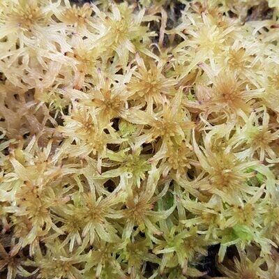 Live Flat-Topped Sphagnum Moss  - "Gummy Bear"