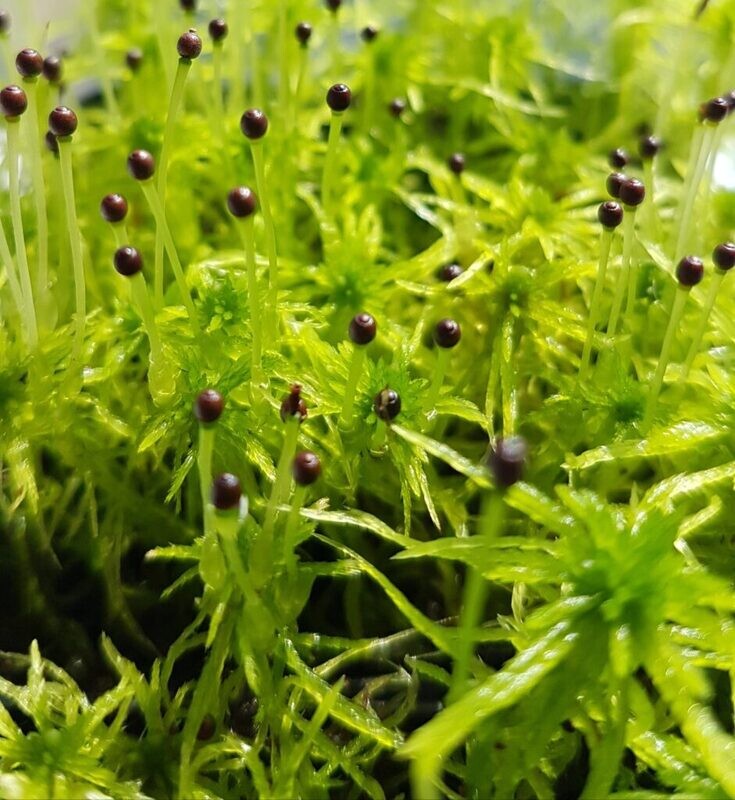 Live Fringed Sphagnum Moss - Rare Live Fringed Sphagnum Moss - Rare