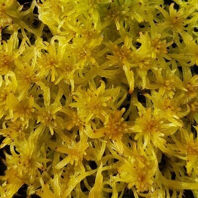Live Flat-Topped Sphagnum Moss - "Golden" Live Flat-Topped Sphagnum Moss - "Golden"