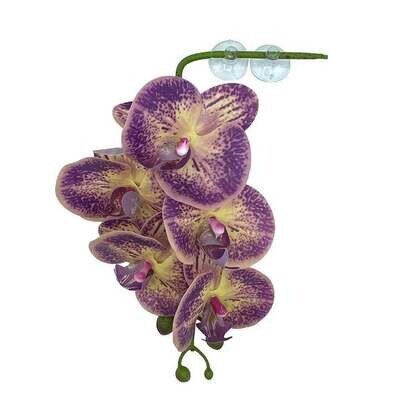 Pangea Hanging Purple and Yellow Orchid