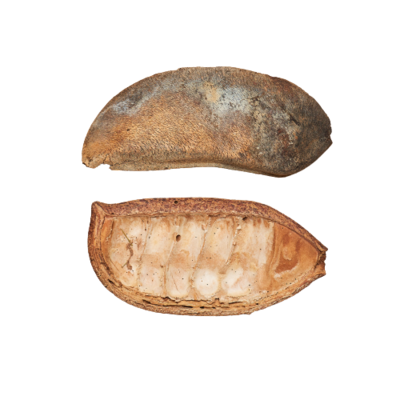Afzelia Pod