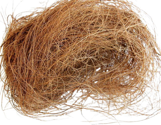 Coconut Hair