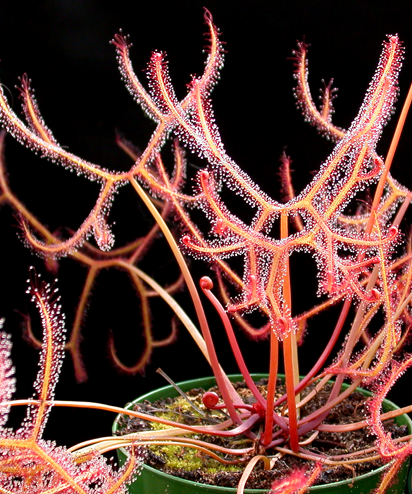 Staghorn Sundew