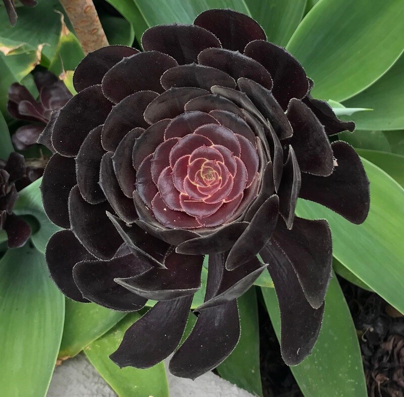 Black Rose Succulent