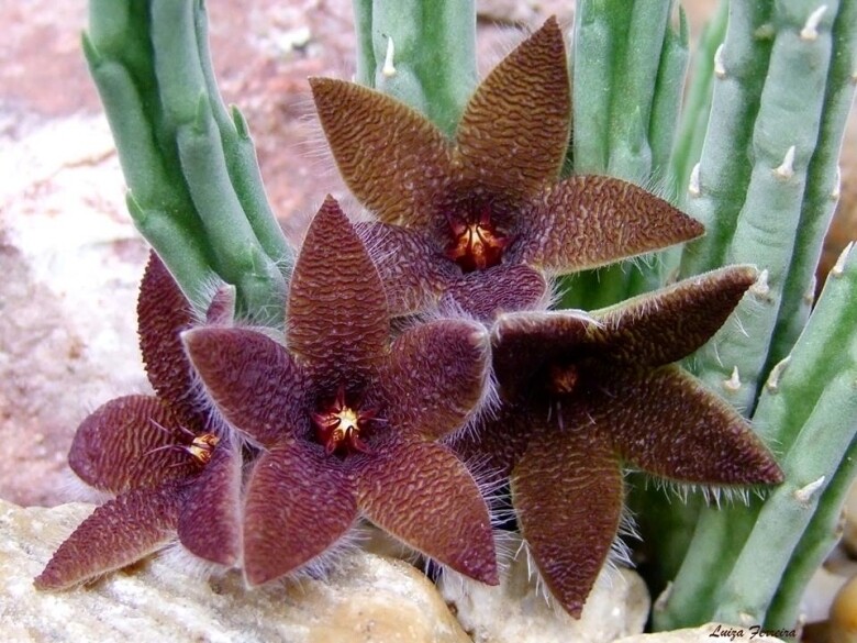 African Starfish Flower