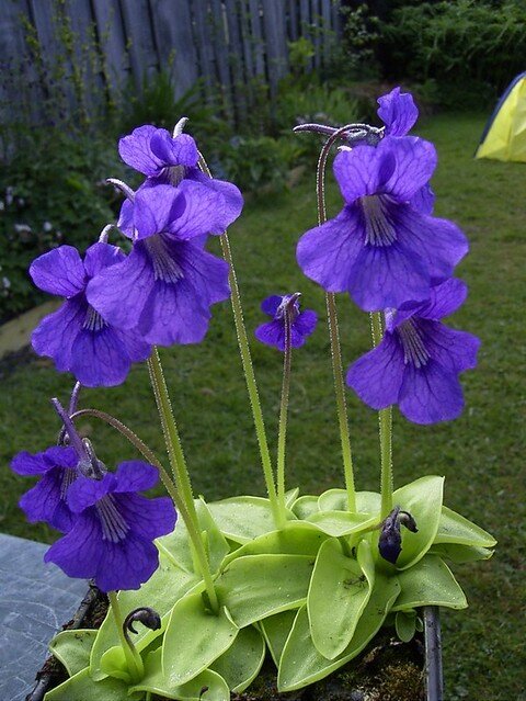 Large Flowered Butterwort