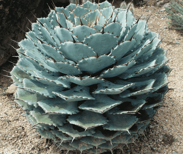 Butterfly Agave