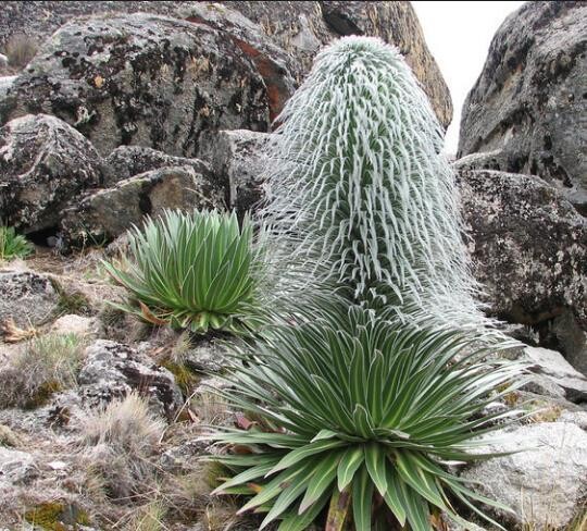 Hairy Man Cactus