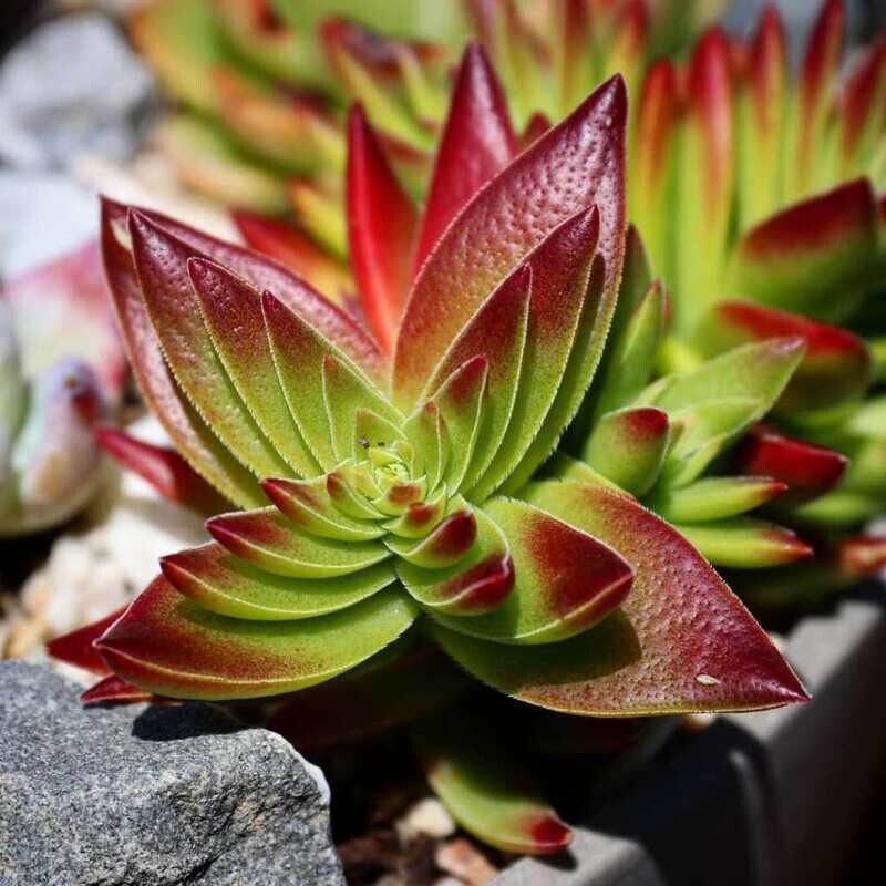 Campfire Succulent