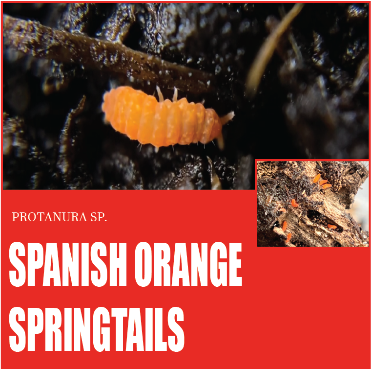 Live Orange Springtails (Protanura Sp.)