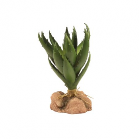Green Aloe - Naturalistic Desert Plants