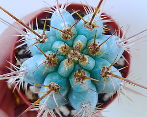 Blue Cerus Cactus