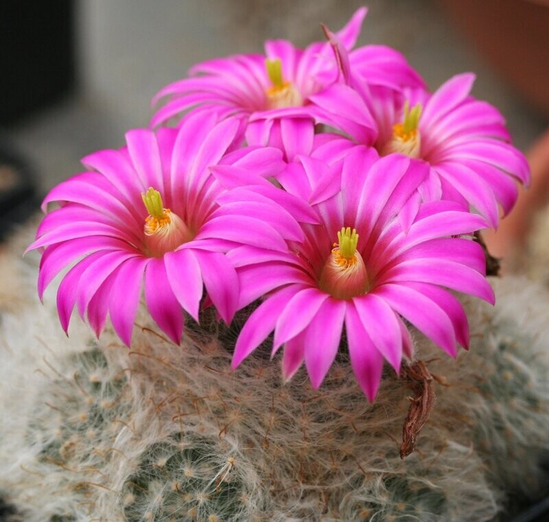 Big Pink Pincushion Cactus