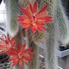 Stunning Monkey Tail Cactus