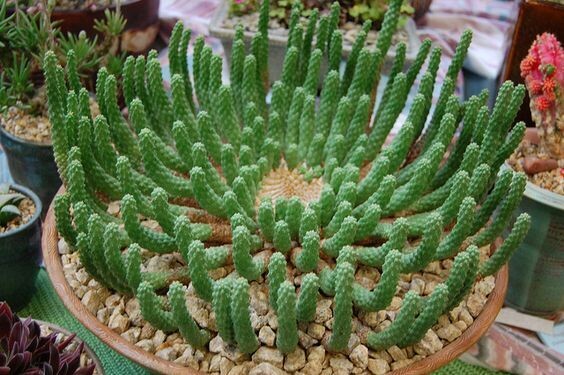 Spiral Stems Cactus