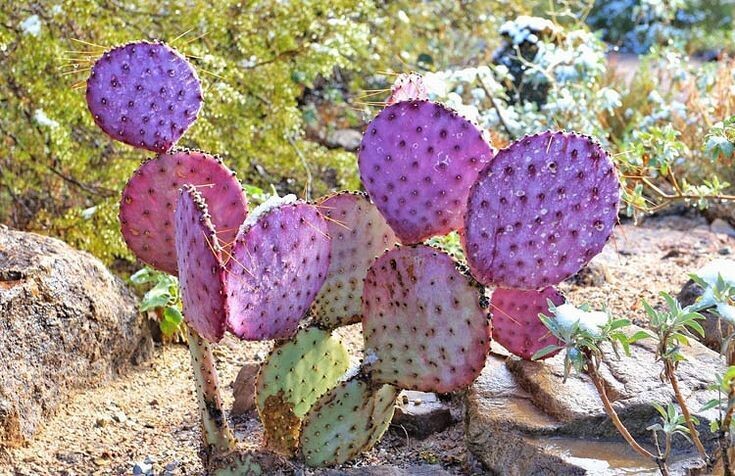 Prickly Pear Cactus "Santa Rita"