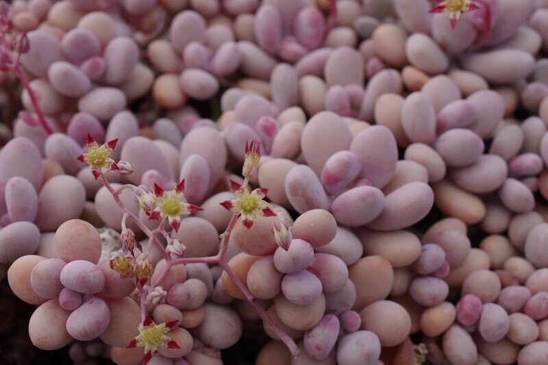 Lavender Pebbles