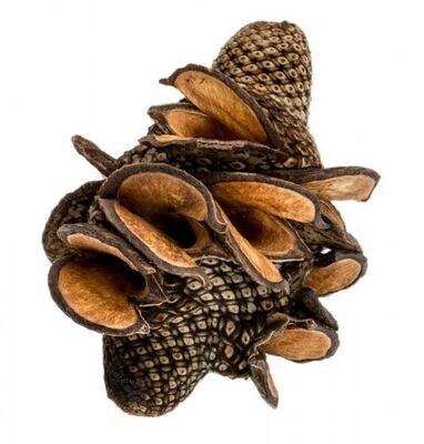 Australian Banksia Firewood Pod Australian Banksia Firewood Pod