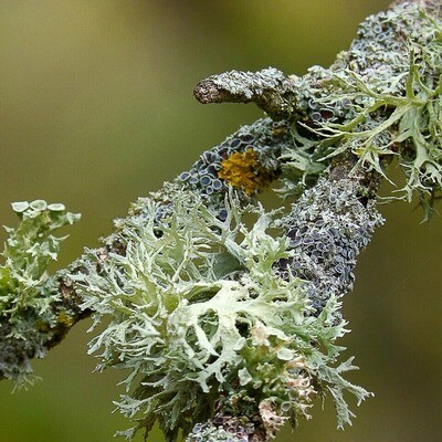 Live Oak Lichen