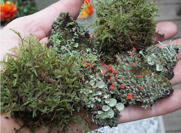Live Mixed Mosses and Lichens