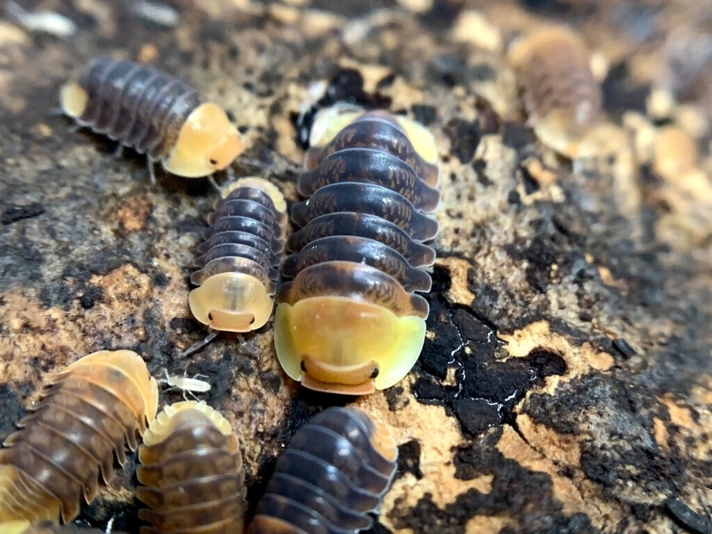 Rubber Ducky (Cubaris sp. "Rubber Ducky") Isopods Canada