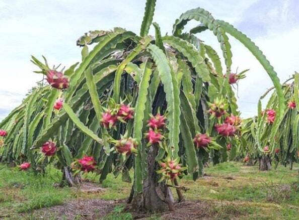 Dragon Fruit Cactus