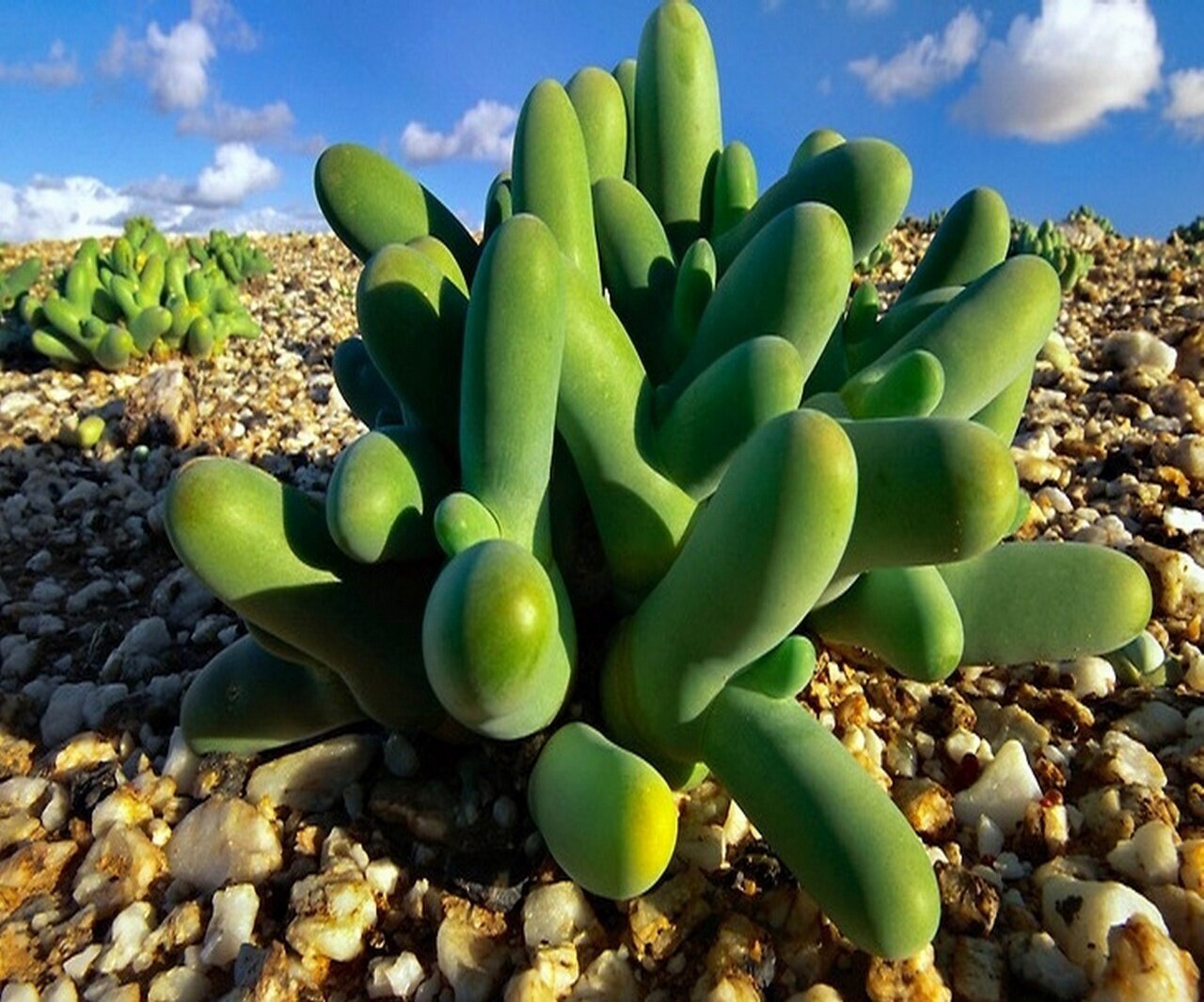 Finger-and-Thumb Plant