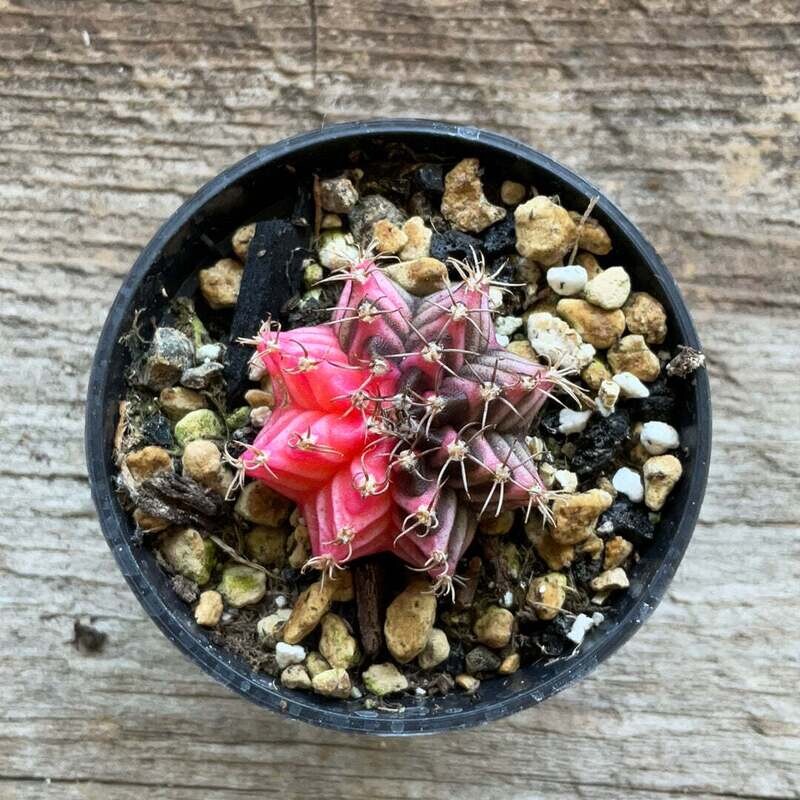 Varigated Moon Cactus - Pink Diamond