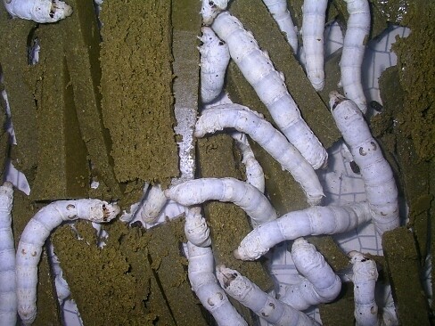 Organic Silkworm Chow - Prepared