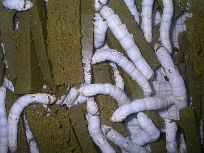 Organic Silkworm Chow - Prepared Organic Silkworm Chow - Prepared