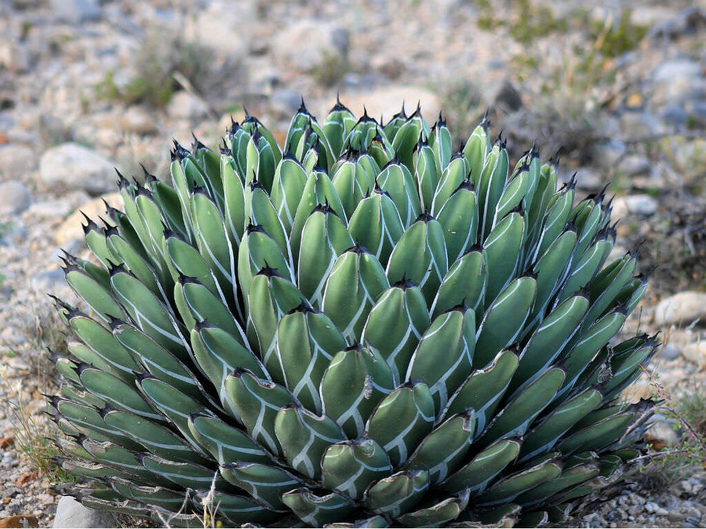 King of the Agaves