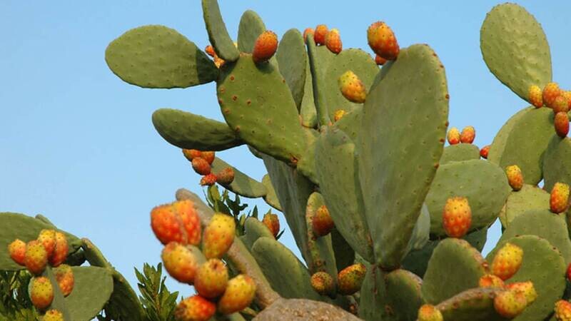 Orange Prickly Pear Cactus