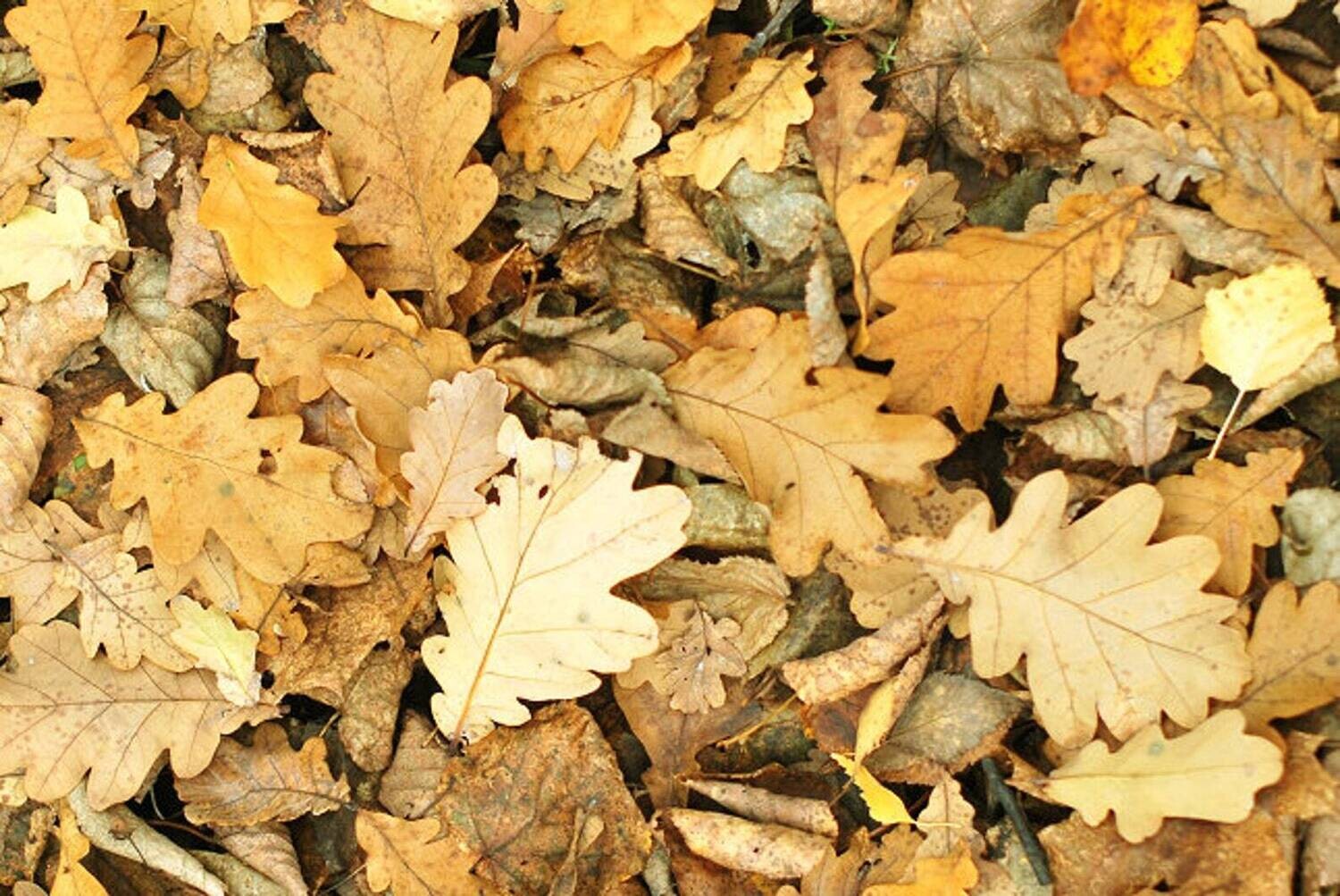 Mini Oak Leaf Litter