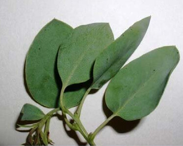 Manzanita Leaf Litter