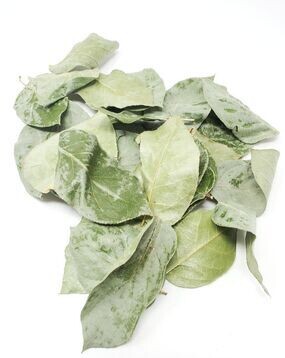 Rainforest Salal Leaf Litter Rainforest Salal Leaf Litter