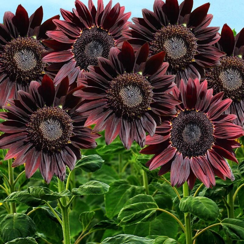 Chocolate Cherry Sunflower