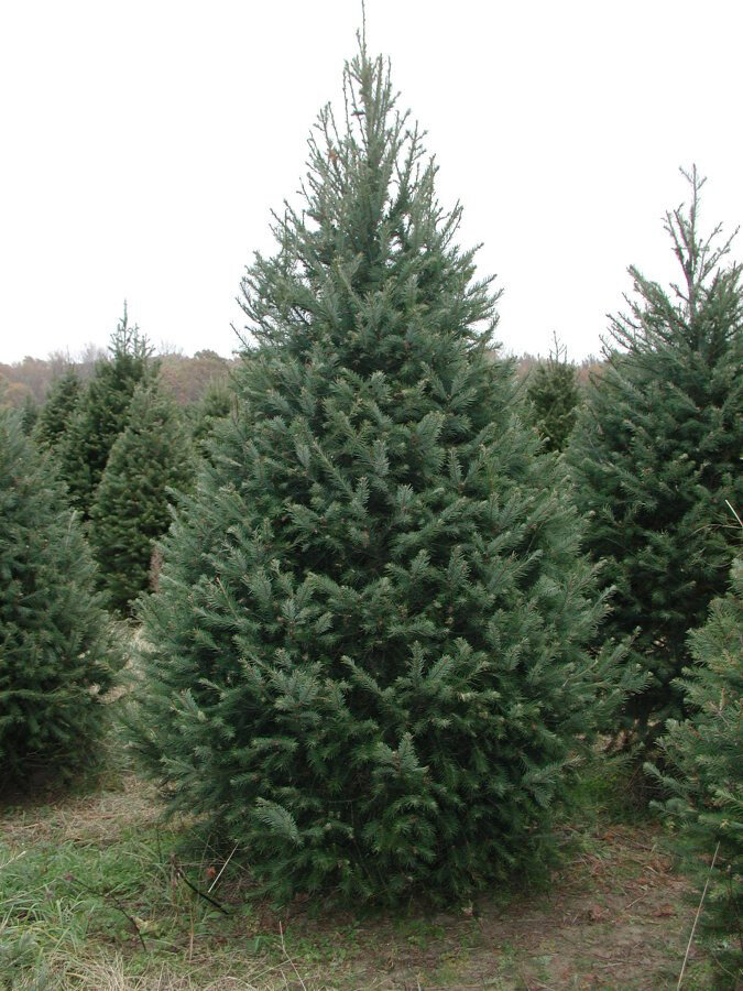 Douglas Fir Tree