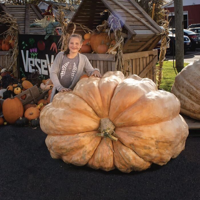 Atlantic Giant Jumbo Pumpkin