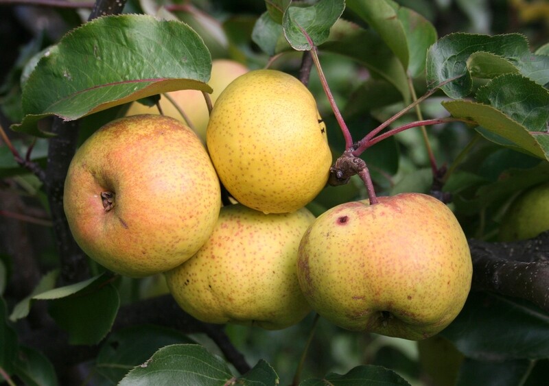 Chinese Pear / Ussurian Pear