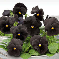 Black Devil Pansy Viola