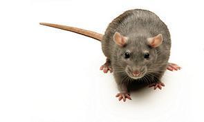Rats - Preorder