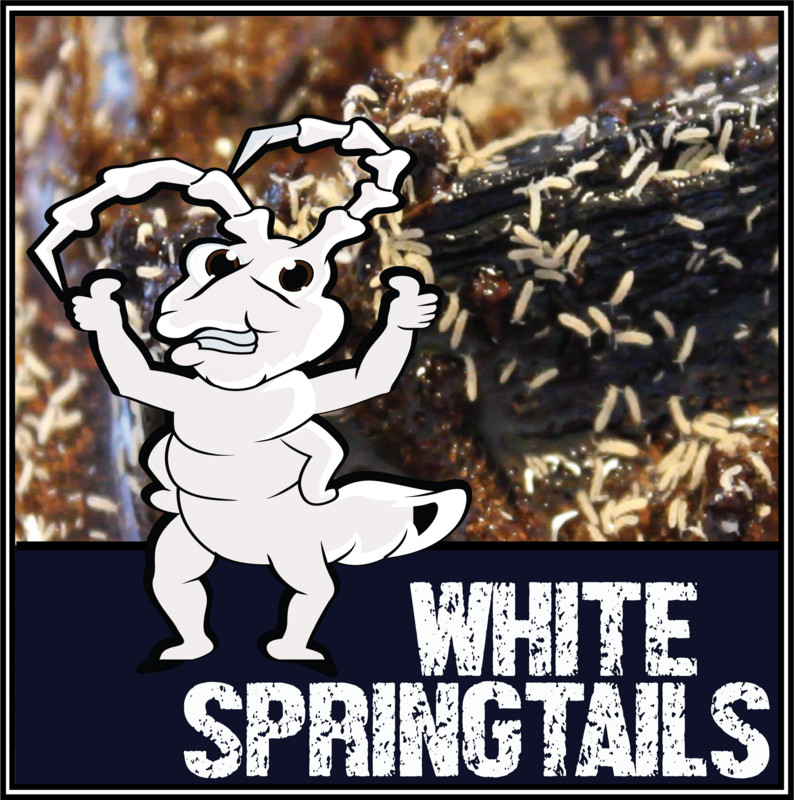 Live White Springtails (Folsomia candida)