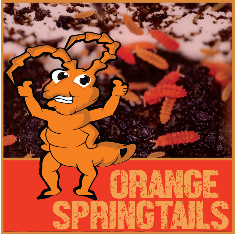 Live Orange Springtails (Protanura Sp.) Live Orange Springtails (Protanura Sp.)