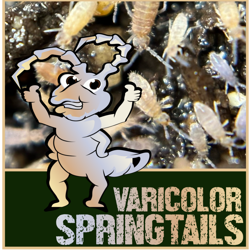 Live Varicolor Springtails (Entomobrya confusa.)