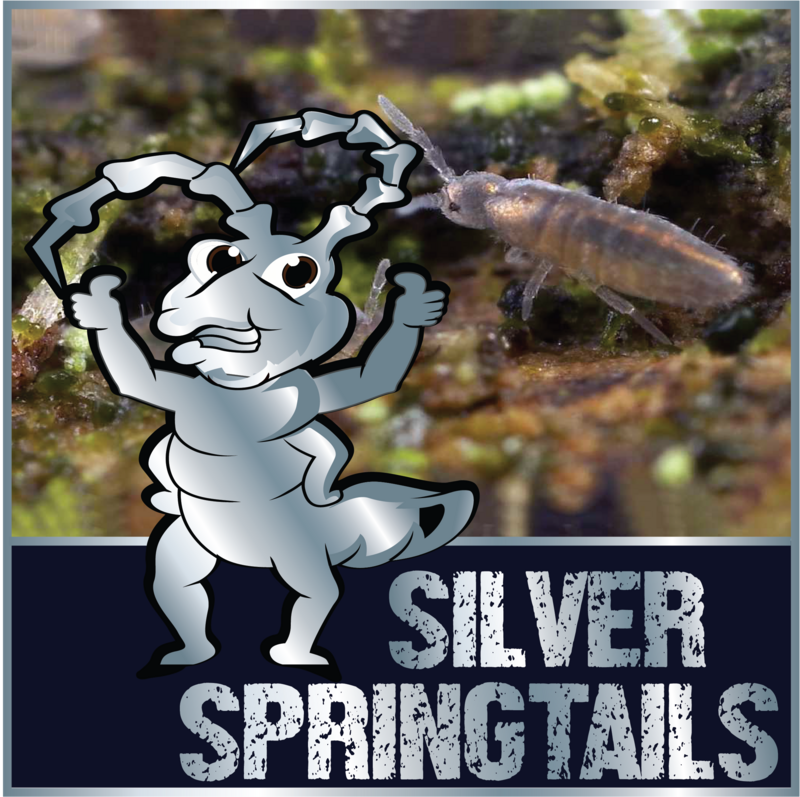 Live Silver Springtails (Lepidocyrtus sp.)