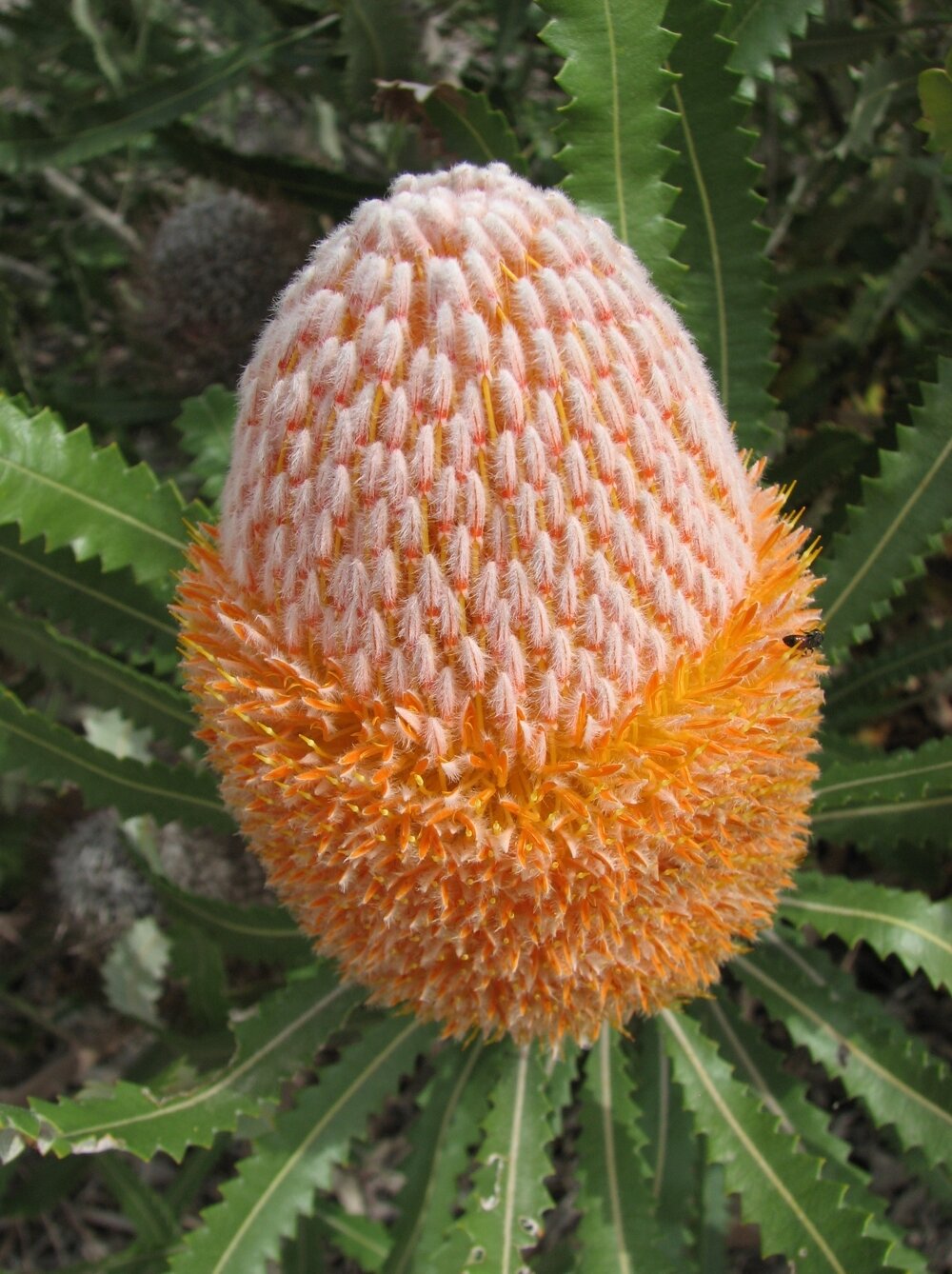 Burdett&#39;s Banksia