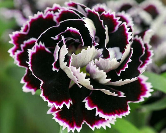 Black and White Chianti Carnation