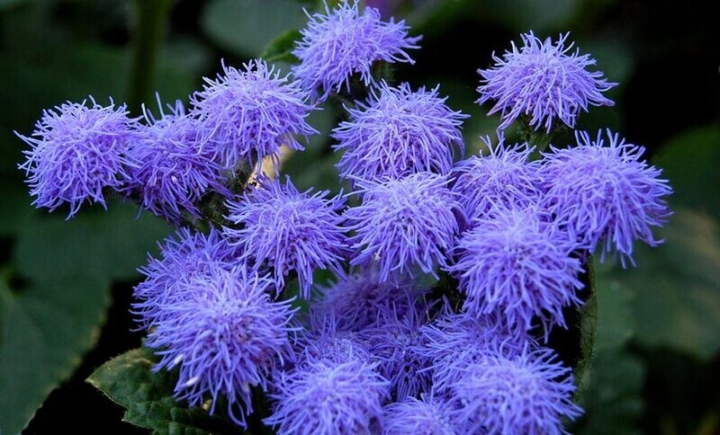 Blue Mink Floss Flower
